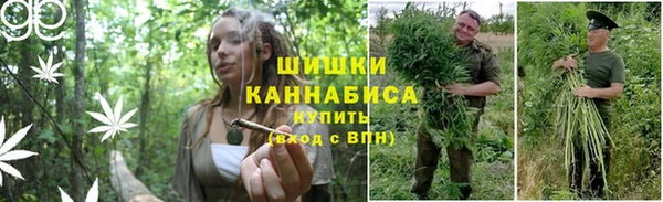 прущие грибы Армянск